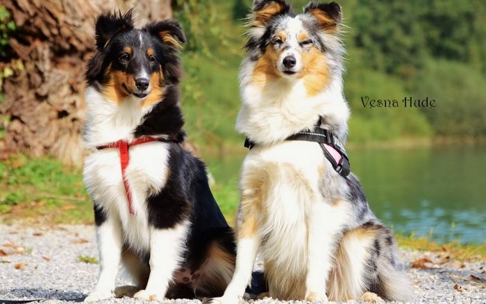 SHELTIKO JOLINA - blue merle (2.5 leti) in UPPER CARNIOLA ALAYA - tricolor ( 6 mesecev) - psička iz našega legla A

foto: Vesna Hude