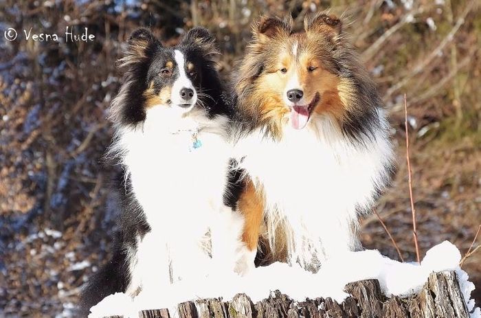 BOND & ZIGGY - razigrana, prisrčna fantina, stara 20 mesecev