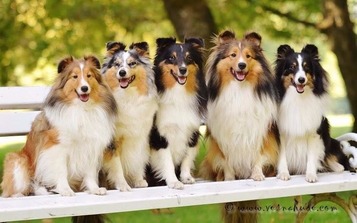RAYNA, JOLINA, ALAYA, BOND IN ZIGGY - NAŠA SHELTIE DRUŽINA