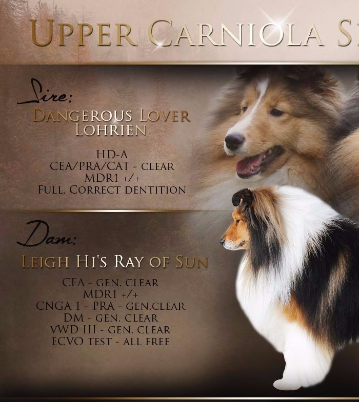 Starša legla Upper Carniola Golden Touch of Life
RAYNA & DENGI