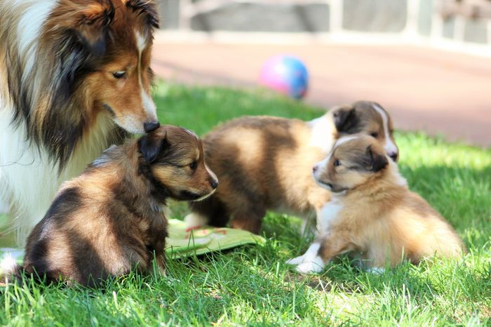 4 tedne stari Golden srčki