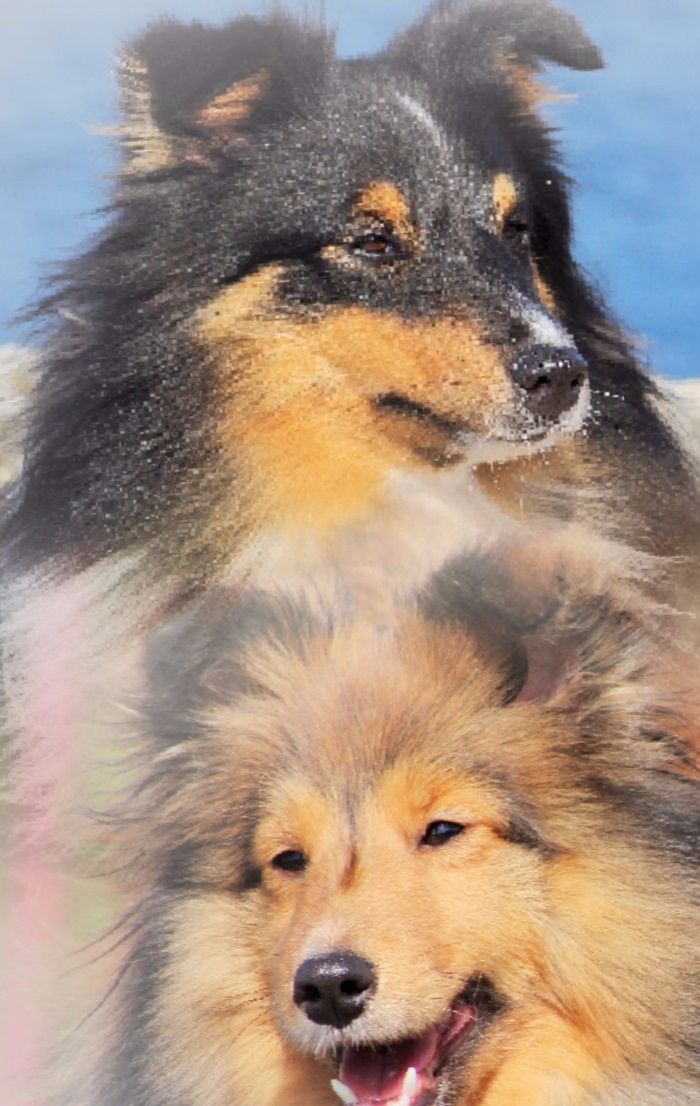 UPPER CARNIOLA ALAYA & UPPER CARNIOLA DREAM MAKER

Starša srčkov legla H